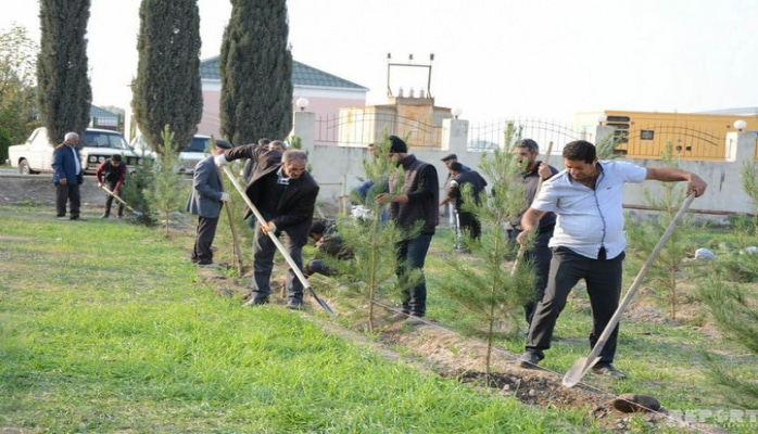 Cəbhə bölgəsində ağacəkmə aksiyası keçirilib