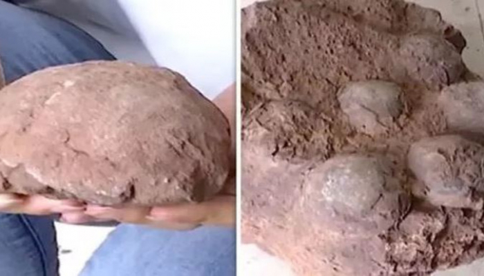 Ребёнок нашёл на юге Китая 11 ископаемых яиц динозавра возрастом 66 млн лет