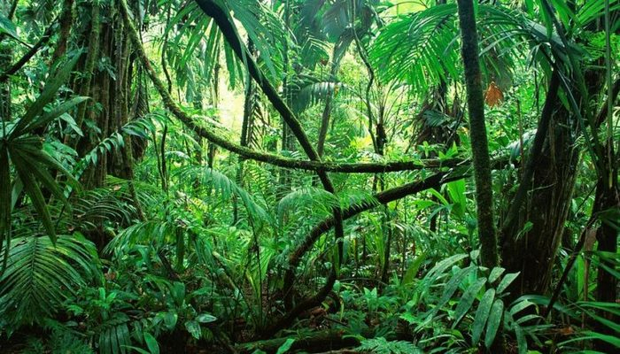 17 gün meşədə tək qaldı, həşəratlarla qidalandı