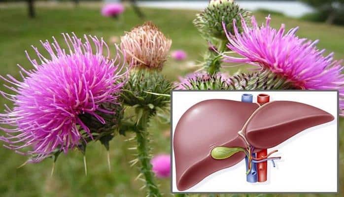 Ayaqlarımızın altında bitən qaraciyər dərmanı