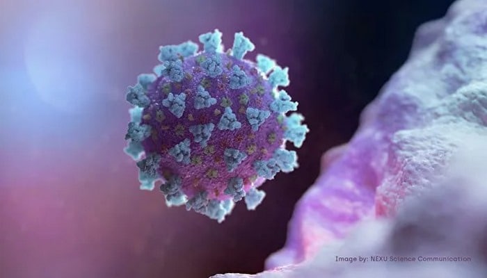 Создан искусственный вирус, блокирующий коронавирусные инфекции