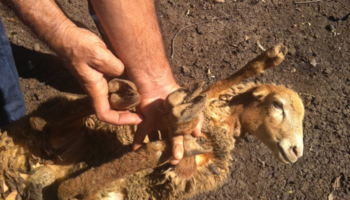 Lənkəranda naməlum xəstəlik yayılıb: Xırdabuynuzlu heyvanlar kütləvi şəkildə tələf olur