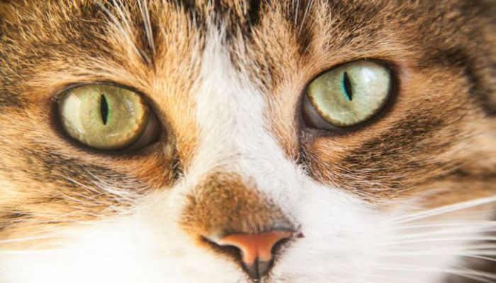 Доказано: инфицированные кошки могут передавать коронавирус друг другу