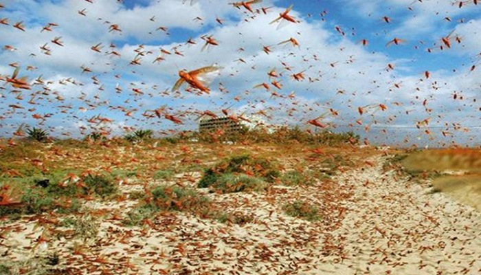 AQTA çəyirtkələrlə bağlı açıqlama yaydı