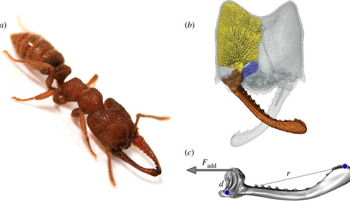 Dünyada ən sürətli canlı məlum oldu