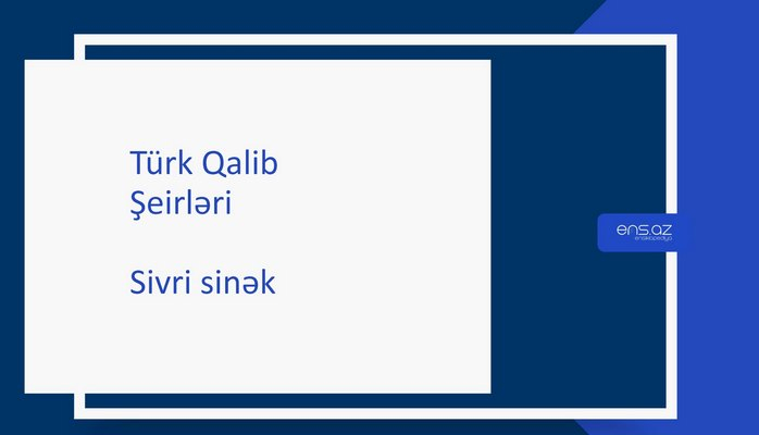 Türk Qalib - Sivri sinək
