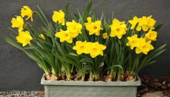 Çiçək tozcuqlarının faydaları nələrdir?