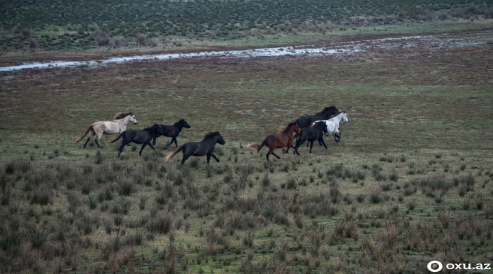 Vahimə, vəhşi atlar, yandırılmış məktəb, sahibsiz evlər - Kür dili adasından REPORTAJ