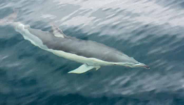 Ölmüş balinanın qarnından 40 kiloqram plastik tullantı tapılıb