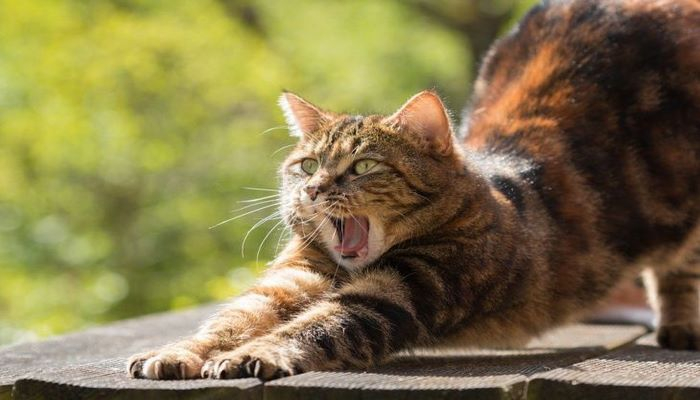 На что может обидеться кошка: 3 главные причины