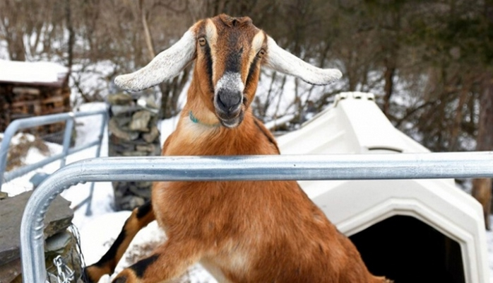 ABŞ-da keçini “bələdiyyə sədri” seçdilər