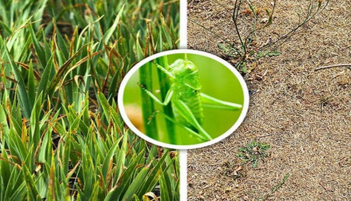 Dünyadakı bütün böcəklər yox olsa nə olar?