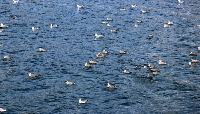Göçmen kuşlar Balık Gölü'ne renk katıyor