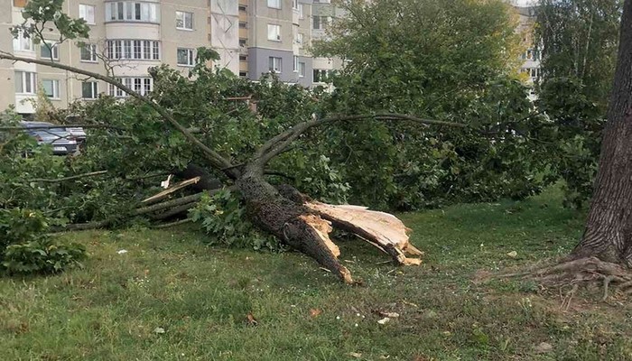 Güclü külək Bakıda 27 ağacı sındırıb