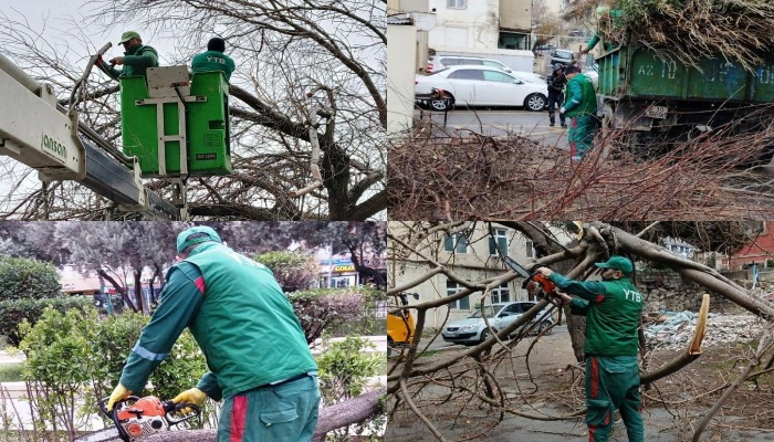 Güclü külək nəticəsində Bakıda neçə ağac aşıb?