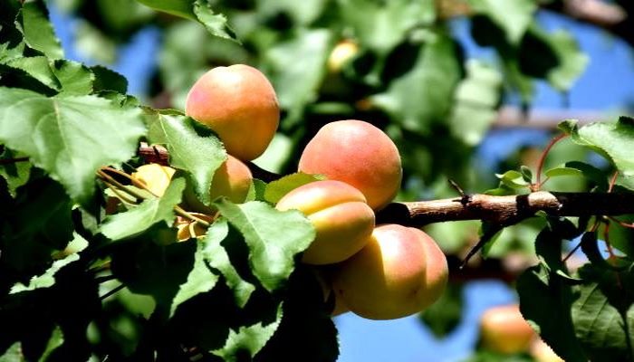 Güneşin zararlı etkilerine karşı kayısı ve havuç önerisi