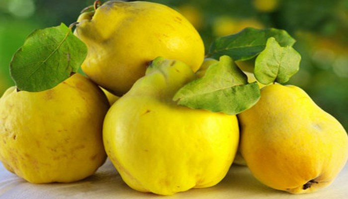 Heyvanın tərkibi və  müalicəvi xüsusiyyətləri...