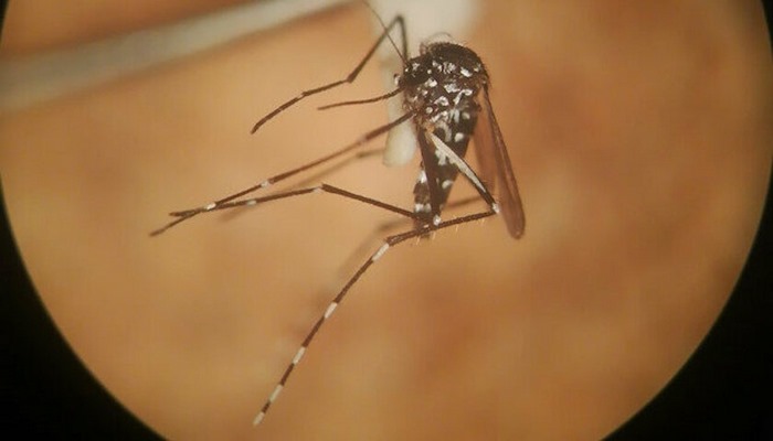 İstanbul'da 'asya kaplan sivrisineği' paniği: Oldukça istilacı bir tür