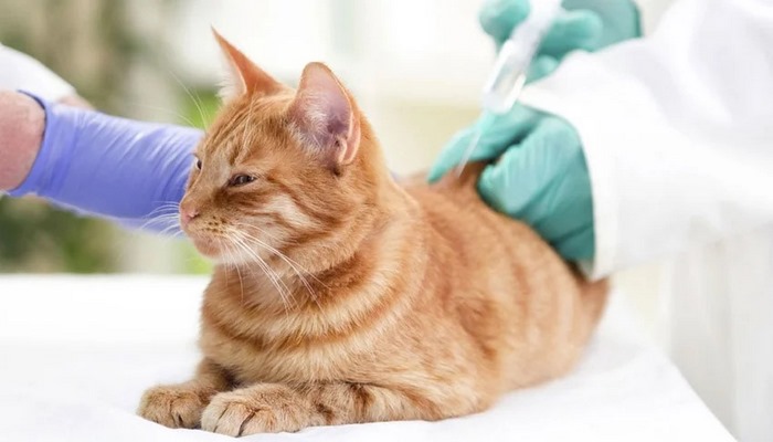 Kedi ilacı korona virüsün çoğalmasını durdurdu!