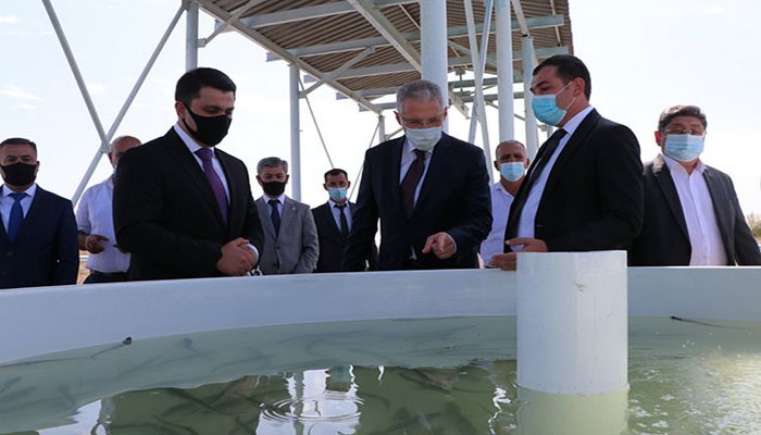 Körpə nərə balıqları Kür çayına buraxıldı