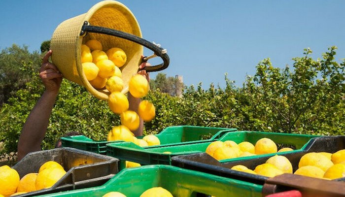 Limonda ihracat izni dört ay sonra kaldırıldı