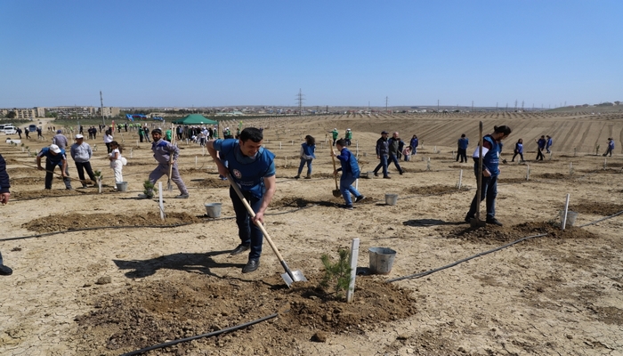 Maliyyəçilər 200 ədəd Eldar şamı və zeytun ağacı əkiblər