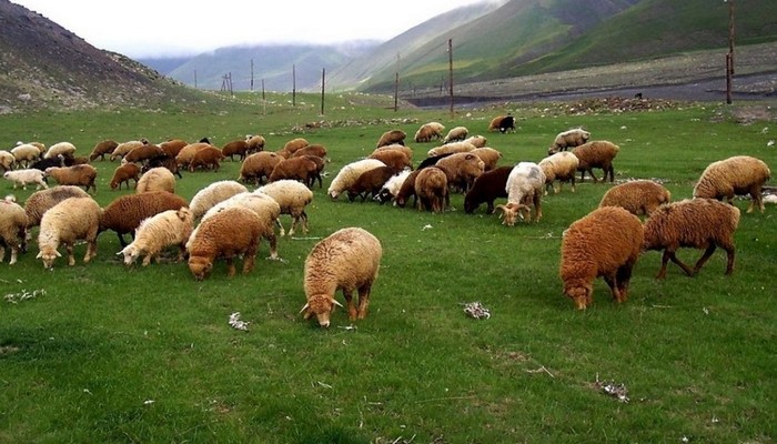 Örüş torpaqları hazırda tələbatı ödəmir, məsələyə yenidən baxılır