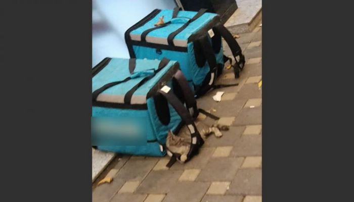 Qida məhsullarının çatdırılması zamanı bir sıra nöqsanlara yol verilir