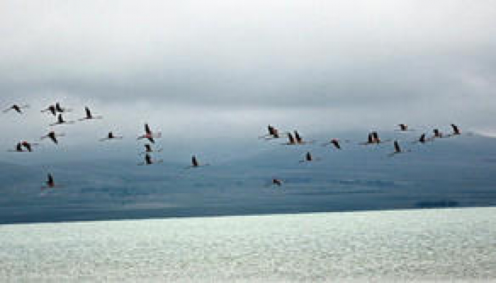 Korona qlobal istiləşməyə necə təsir göstərib? - Hesabat