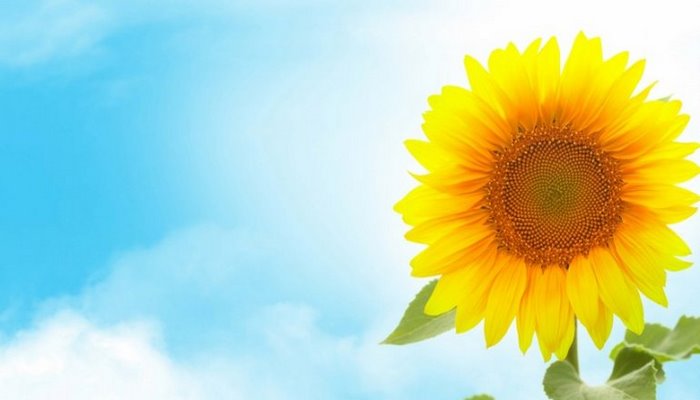 Sabah havanın temperaturu 36 dərəcəyədək yüksələcək