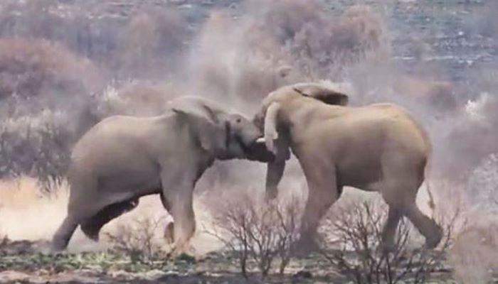 Смертельный поединок слонов поразил туристов