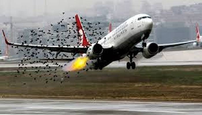 Təyyarənin turbininə quş düşəndə  nə olur ?