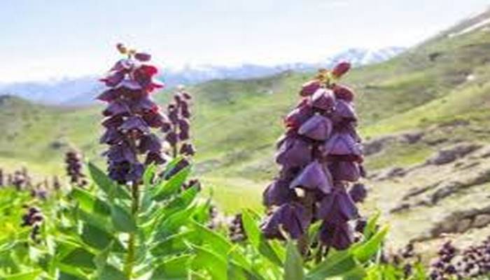 Türkiyədə bu gülü qoparan şəxsləri fantastik cərimə gözləyir