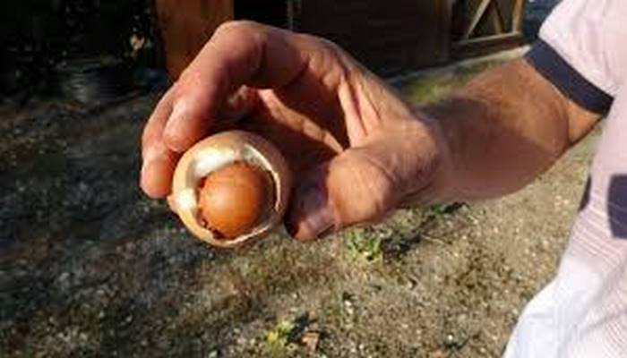 Türkiyədə maraqlı hadisə!  Yumurtanın içərisindən yumurta çıxdı