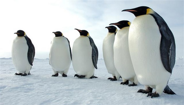 Ученые обнаружили в Антарктике 11 ранее неизвестных колоний императорских пингвинов