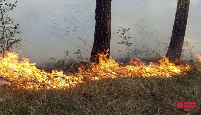 В Джалилабаде в лесу произошел пожар