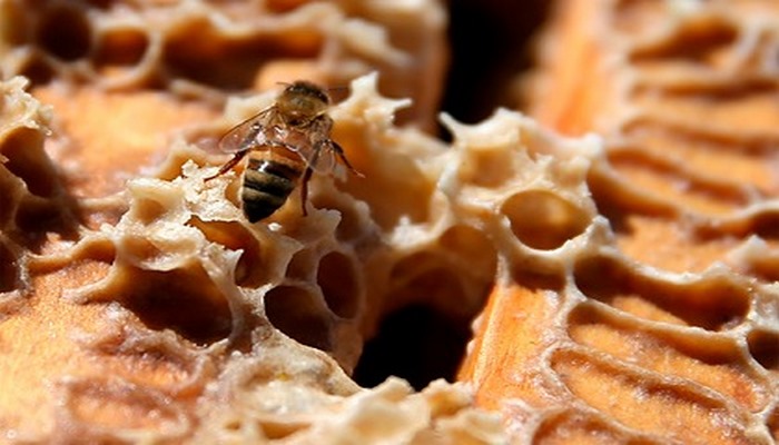 В пчелах обнаружили эффективное оружие против особо опасного рака