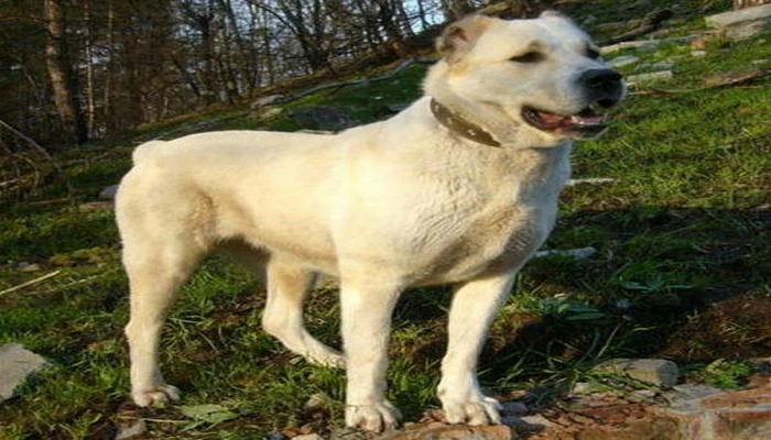 XX əsrin 30-cu illərində Azərbaycanda çoban itlərini niyə müsadirə edirdilər