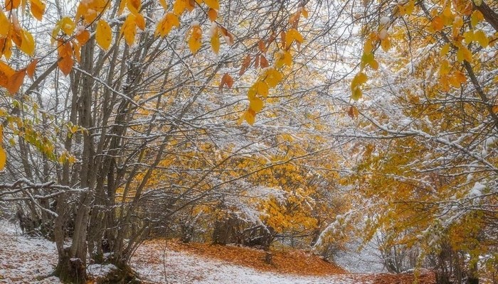 Yağıntılı və küləkli hava şəraiti davam edir, dağlıq ərazilərə qar yağır – FAKTİKİ HAVA