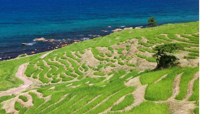 Yaponiyada zəlzələdən sonra adanın ərazisi böyüyüb