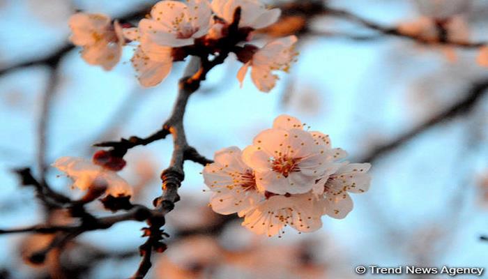 Yaz fəsli Azərbaycana bu tarixdə daxil olacaq – Rəsmi