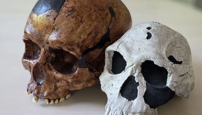 Yeni fosil araşdırması insan təkamülü haqqında klassik nəzəriyyəyə meydan oxuyur