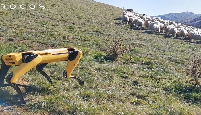 Yeni Zelanda'daki bir çiftlikte, sürü bir robota emanet edildi. Video.