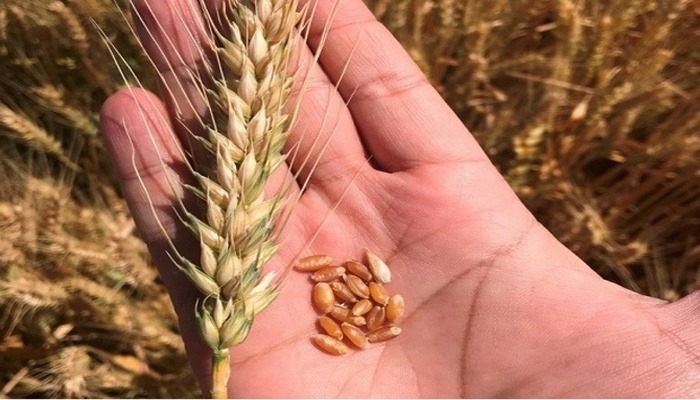 Yerli buğday "Halis" tarım sektörüne tanıtıldı