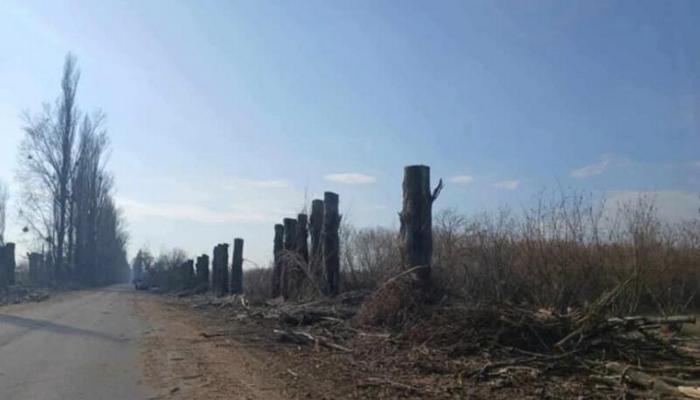 Zaqatalada ağacların qanunsuz kəsilməsinə görə cinayət işi açıldı - Vəzifəli şəxslər işdən çıxarıldı